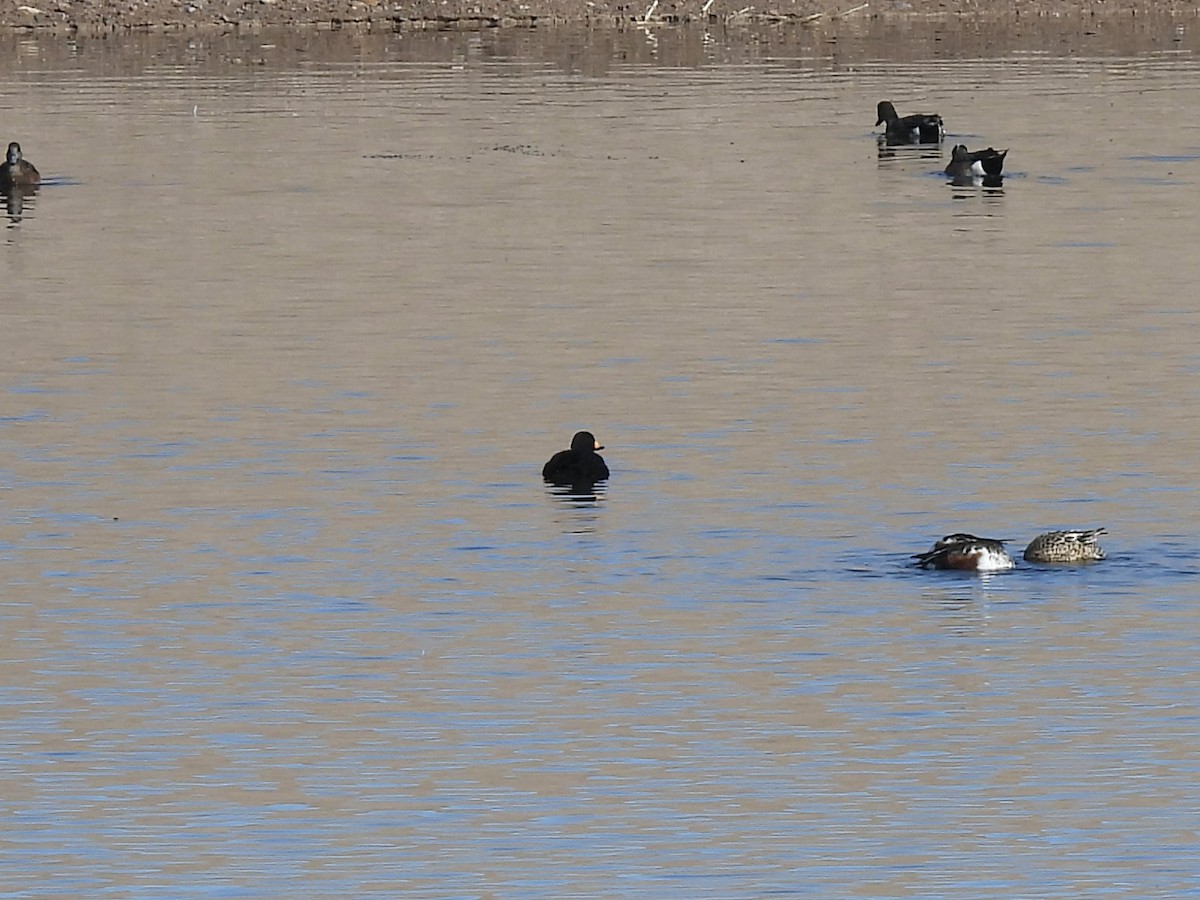 Black Scoter - ML646194250