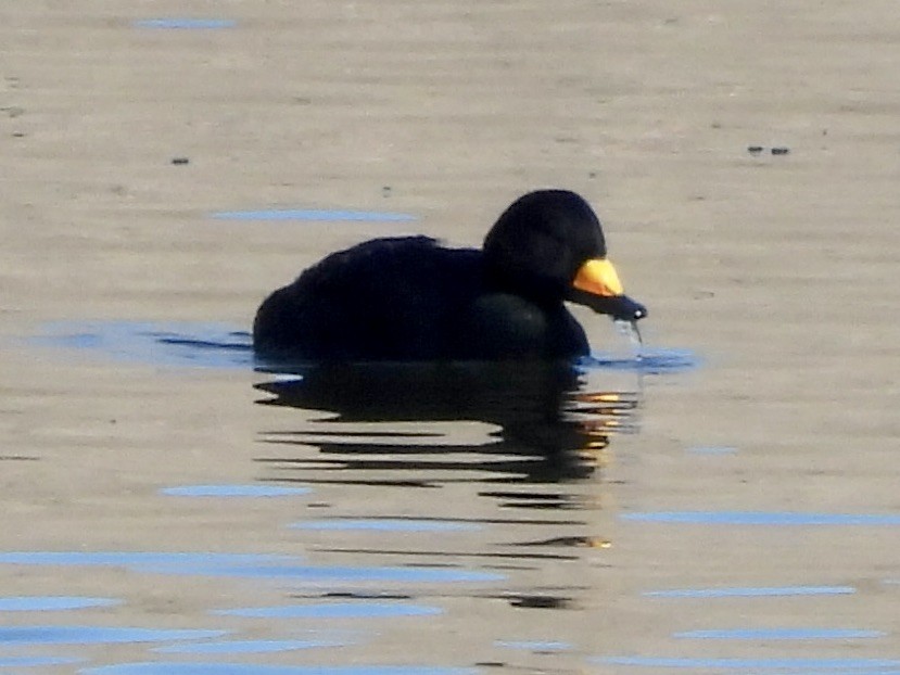 Black Scoter - ML646194251