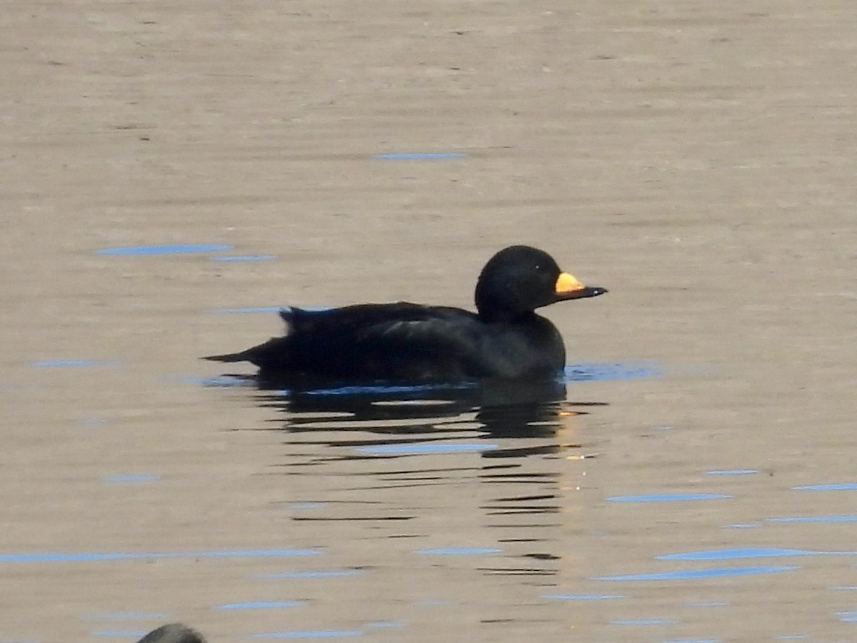 Black Scoter - ML646194252