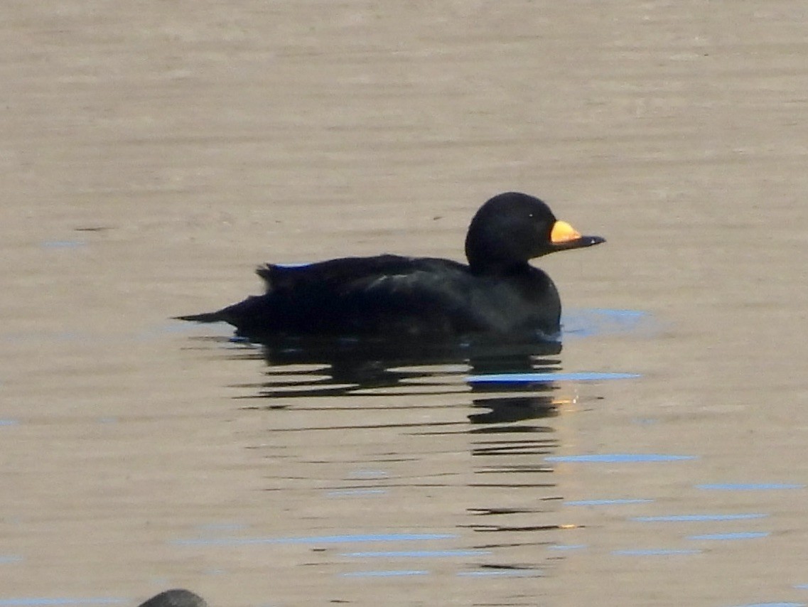 Black Scoter - ML646194253