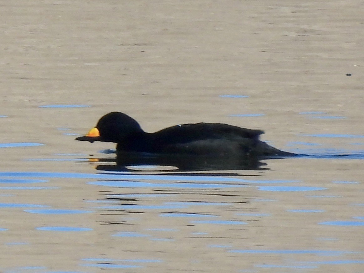 Black Scoter - ML646194254