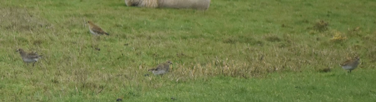 Сивка звичайна - ML646194260