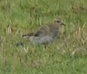 Сивка звичайна - ML646194261