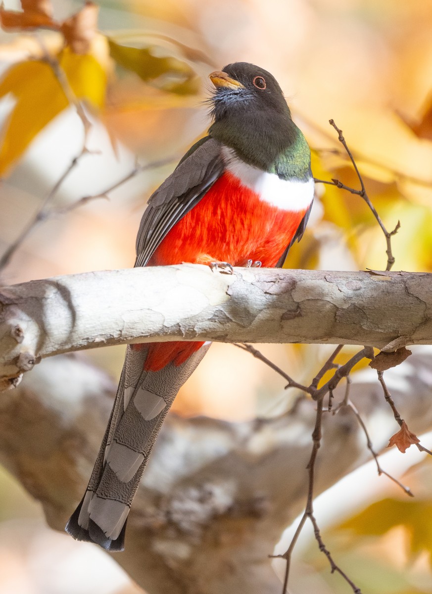 Coppery-tailed Trogon - ML646194283