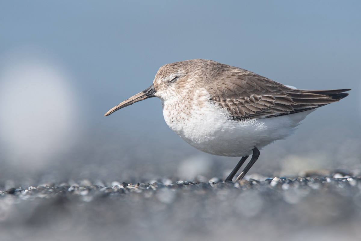 Dunlin - ML646194291