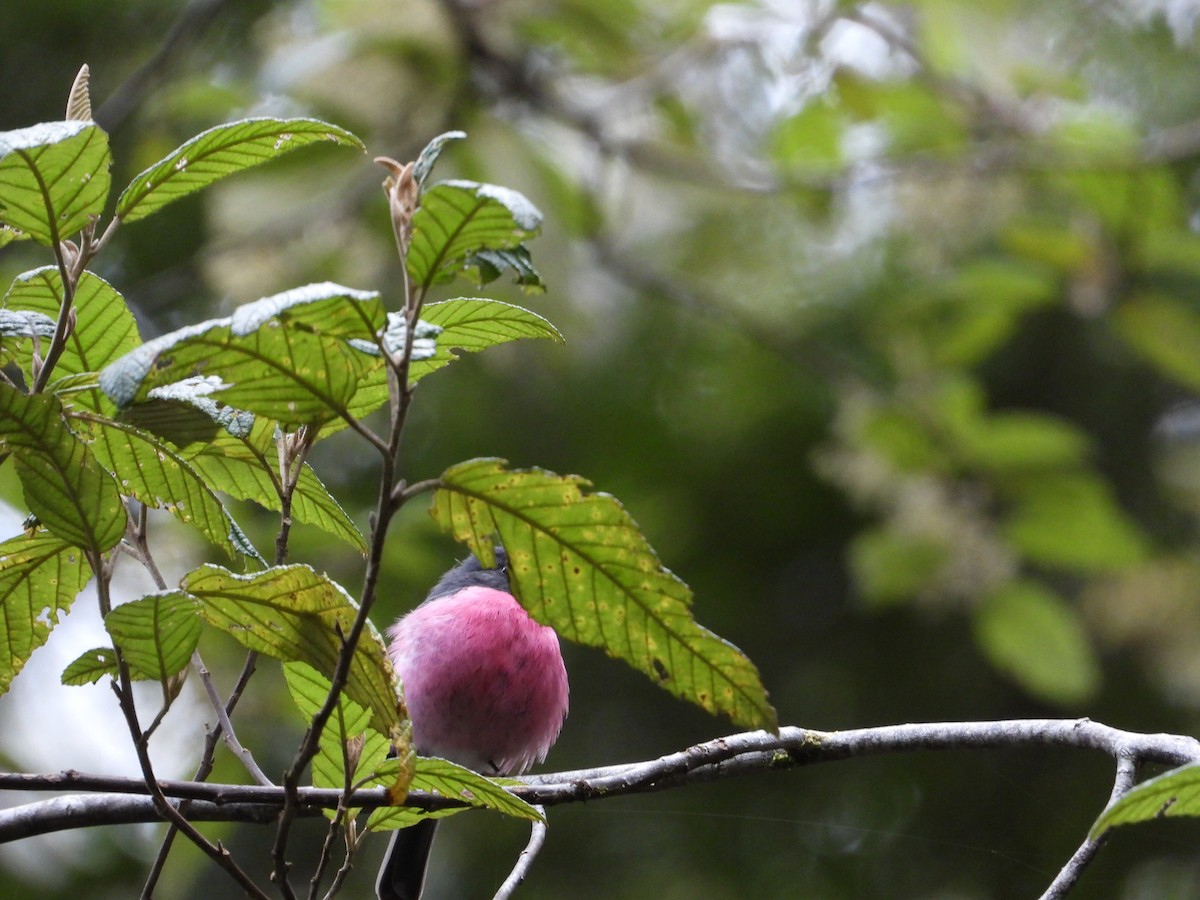 Pink Robin - ML646194321