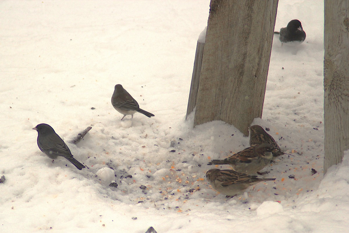 Dark-eyed Junco - ML646194335