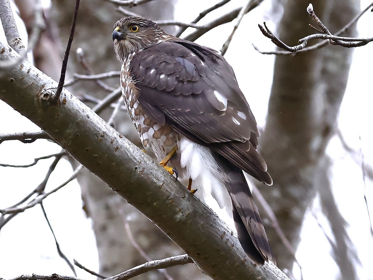 Sharp-shinned Hawk - ML646194336