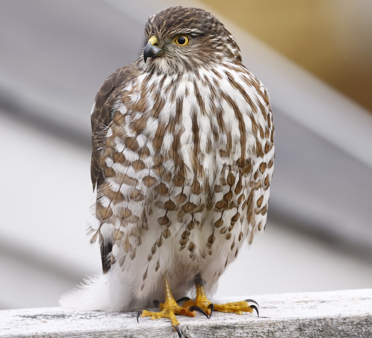 Sharp-shinned Hawk - ML646194337
