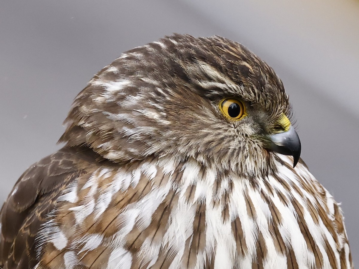 Sharp-shinned Hawk - ML646194338