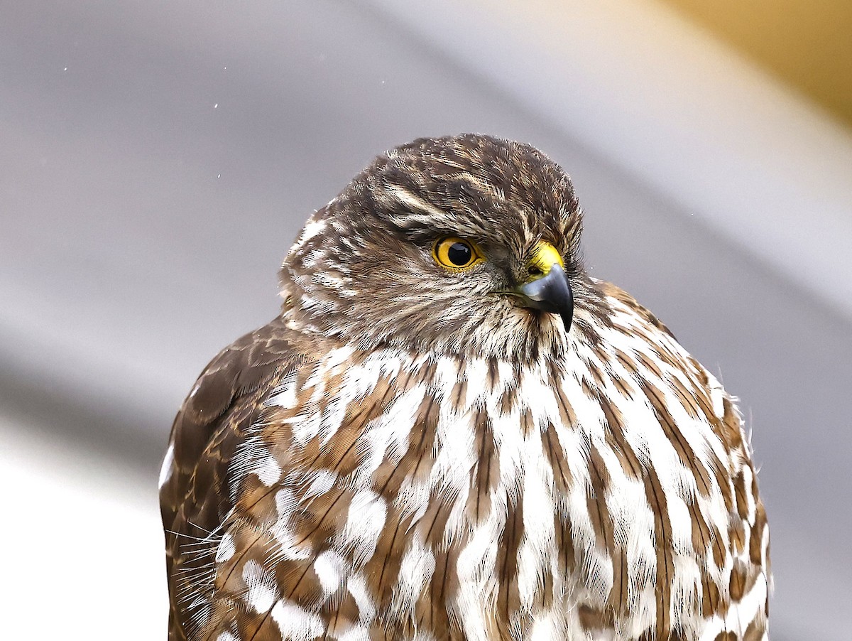 Sharp-shinned Hawk - ML646194339