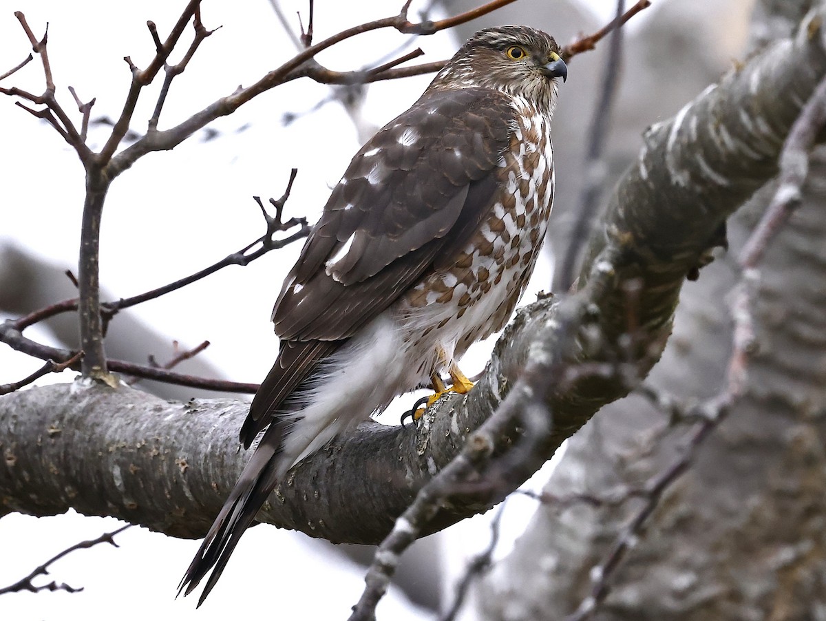 Sharp-shinned Hawk - ML646194340