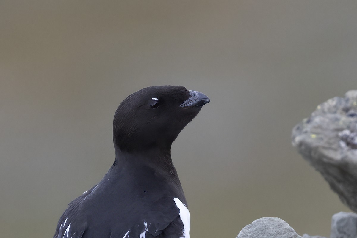 אלקה גמדית - ML646194345