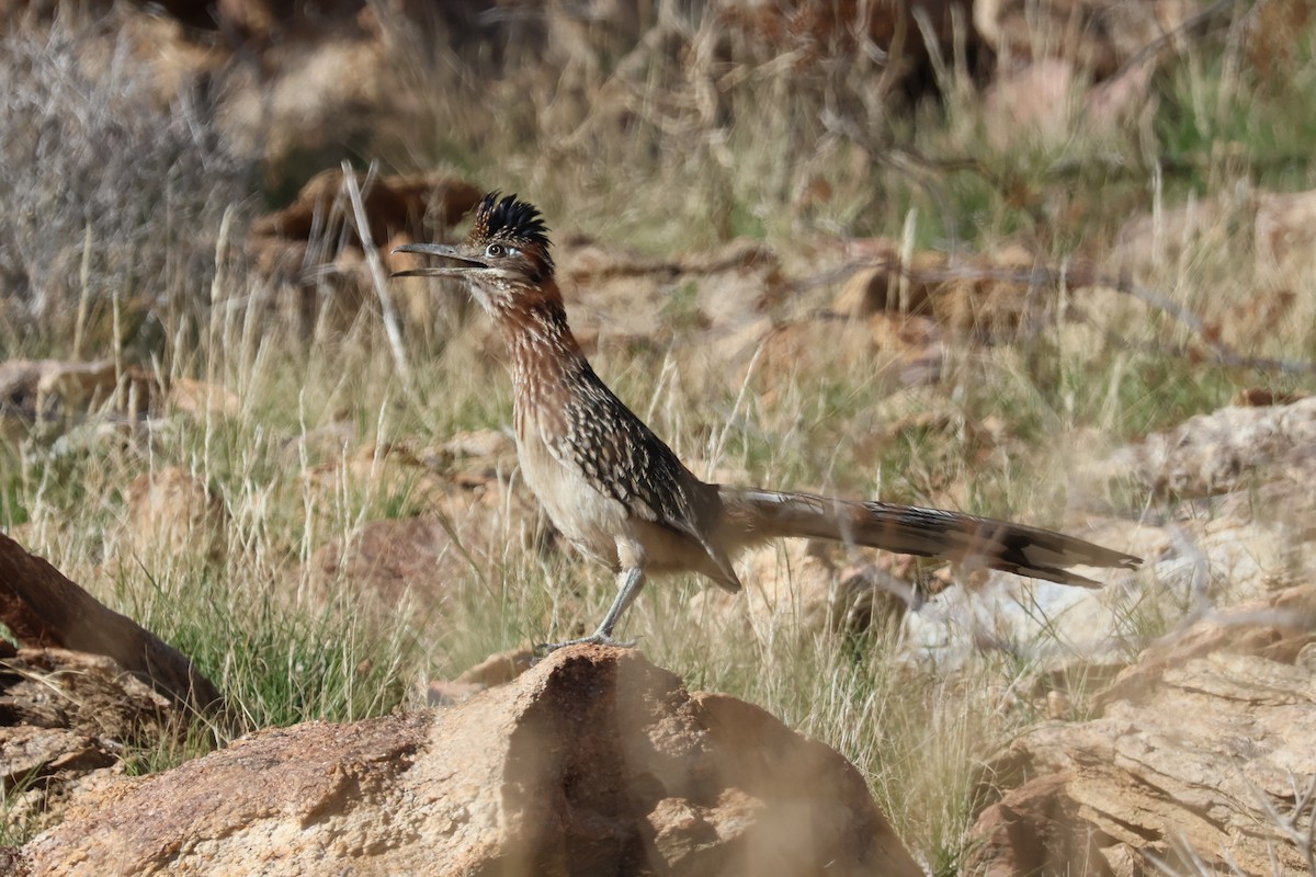 Greater Roadrunner - ML646194346