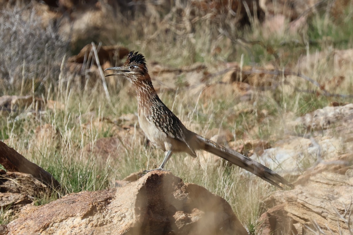 Greater Roadrunner - ML646194347