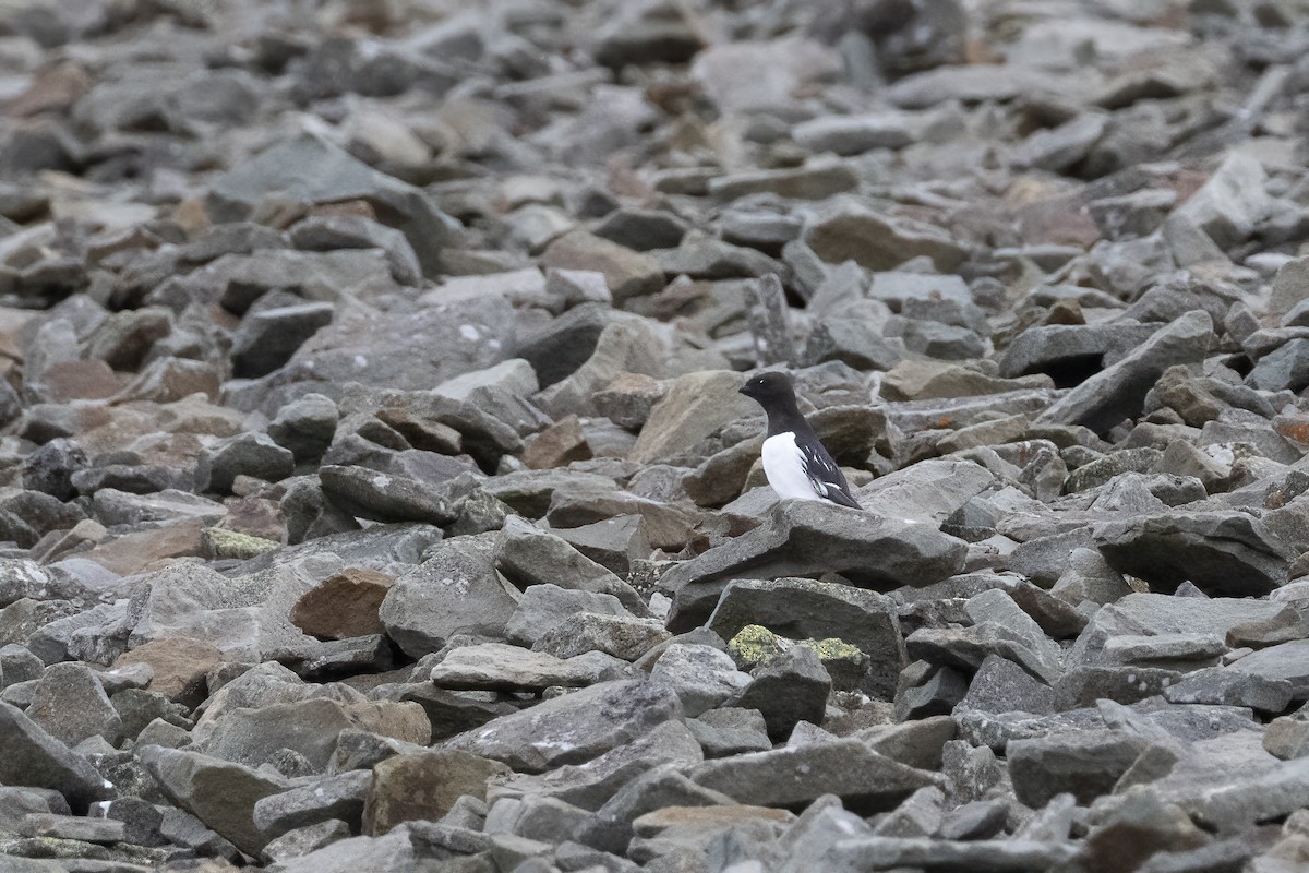 אלקה גמדית - ML646194348
