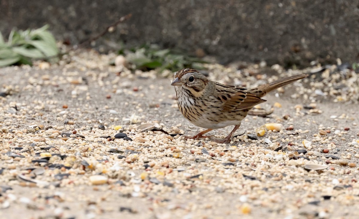 Lincoln's Sparrow - ML646194349
