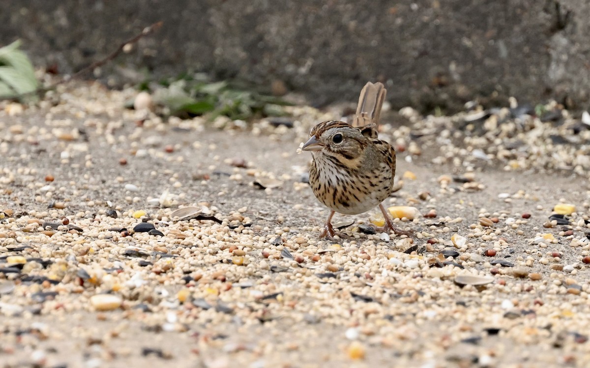 Lincoln's Sparrow - ML646194350