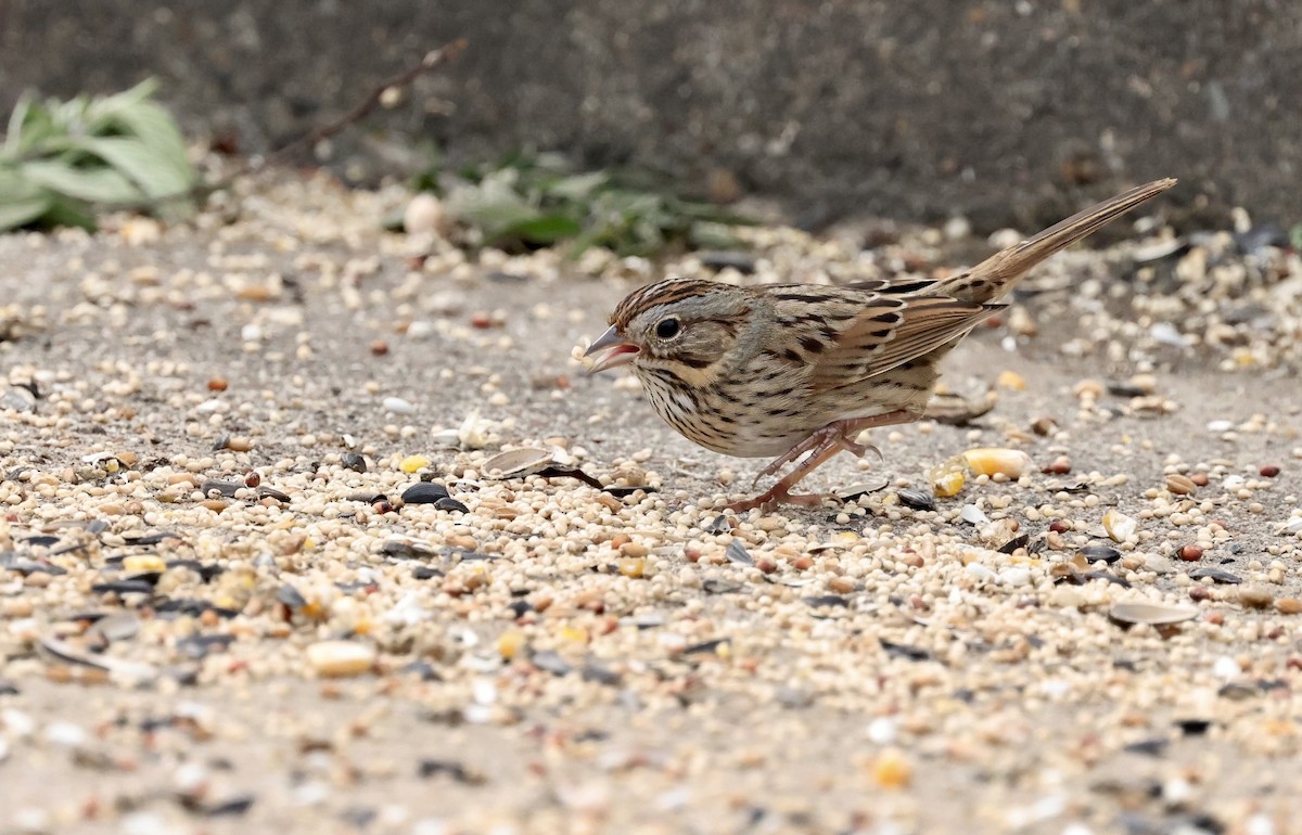 Lincoln's Sparrow - ML646194351