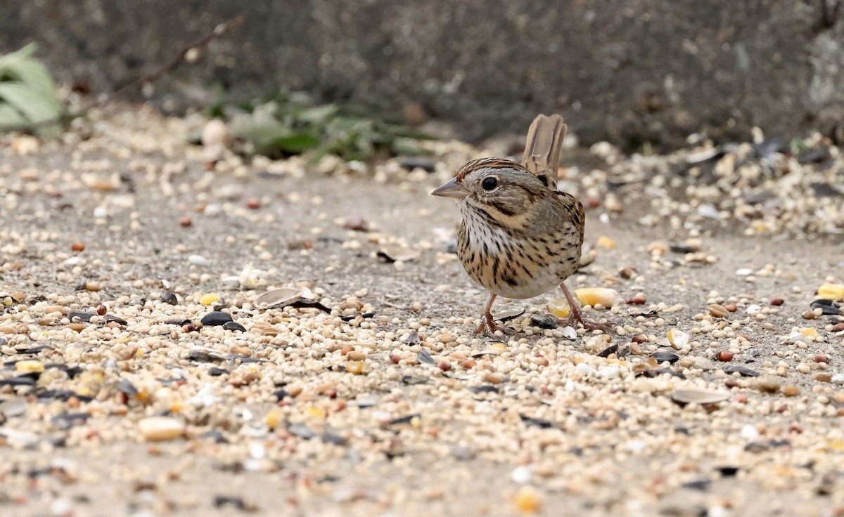 Lincoln's Sparrow - ML646194352