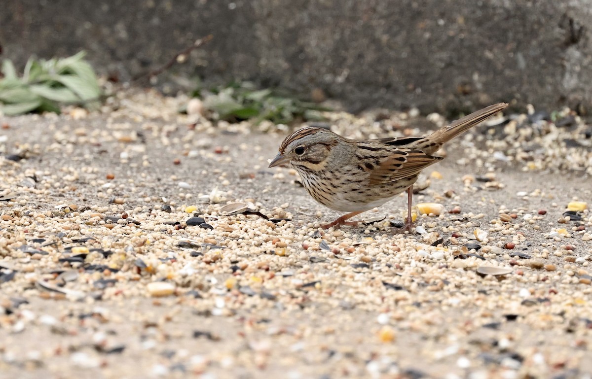Lincoln's Sparrow - ML646194353