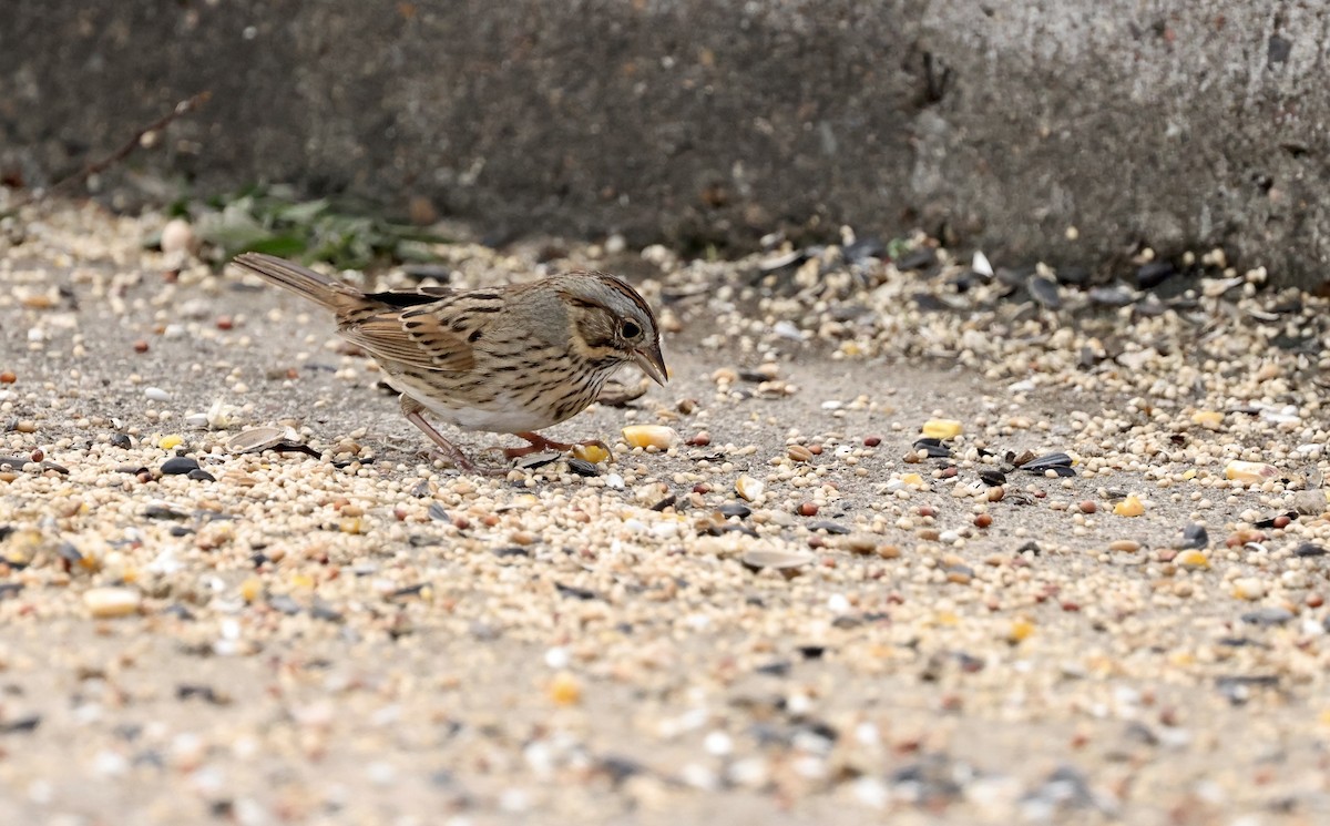 Lincoln's Sparrow - ML646194354