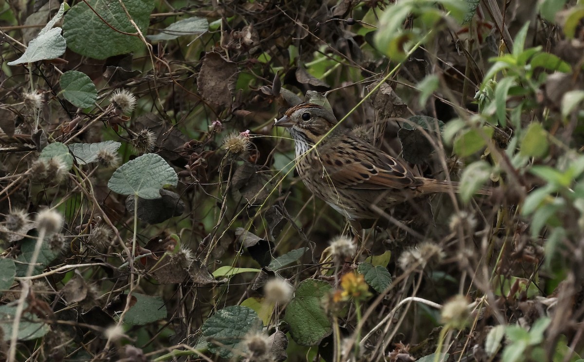 Lincoln's Sparrow - ML646194355