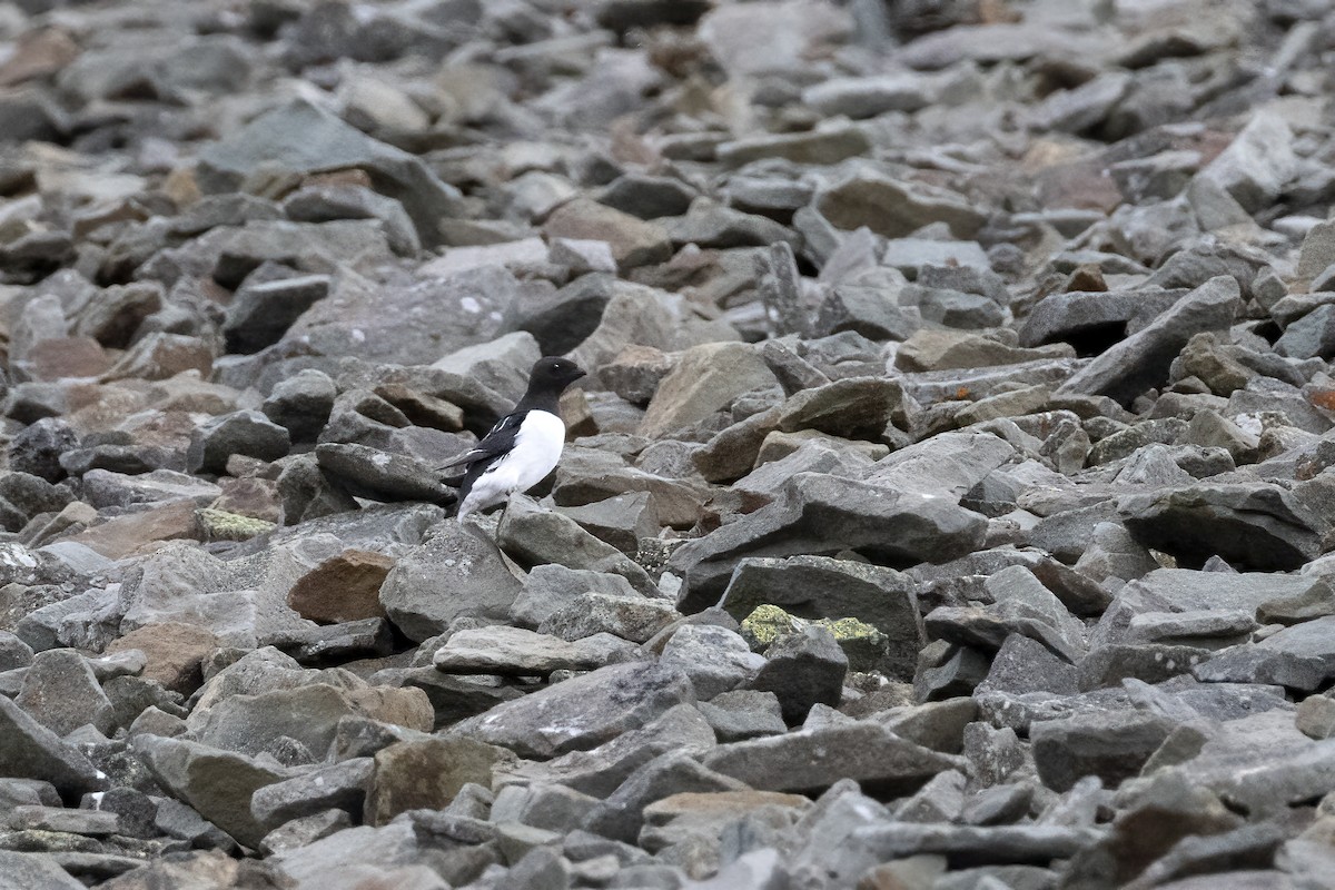 אלקה גמדית - ML646194356