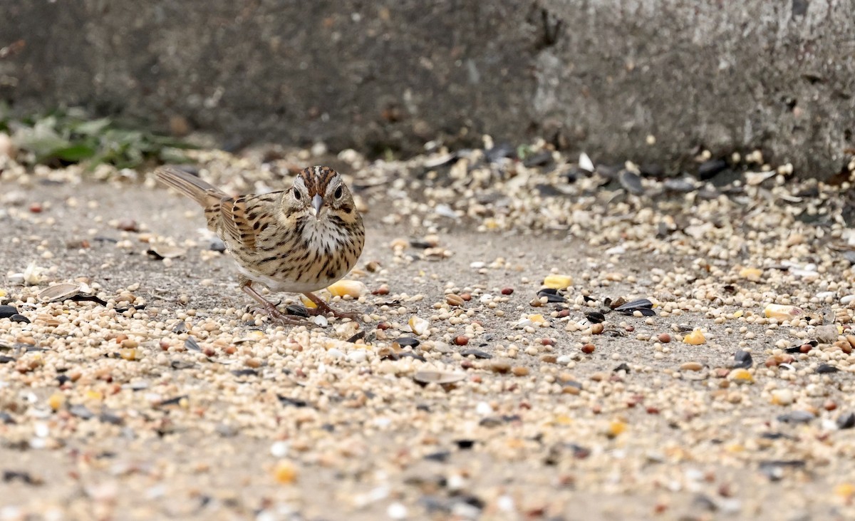Lincoln's Sparrow - ML646194357