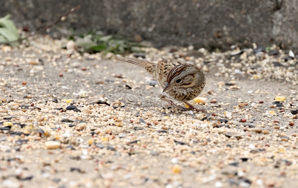 Lincoln's Sparrow - ML646194358