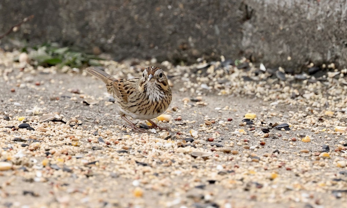 Lincoln's Sparrow - ML646194359