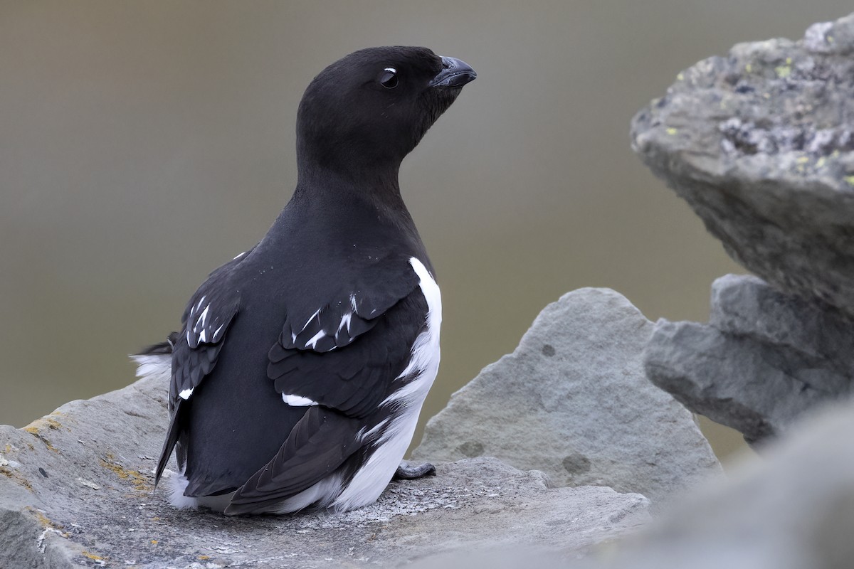 אלקה גמדית - ML646194360
