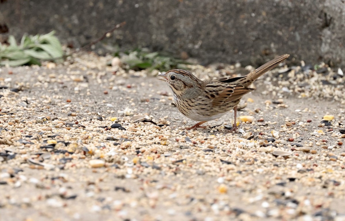 Lincoln's Sparrow - ML646194361