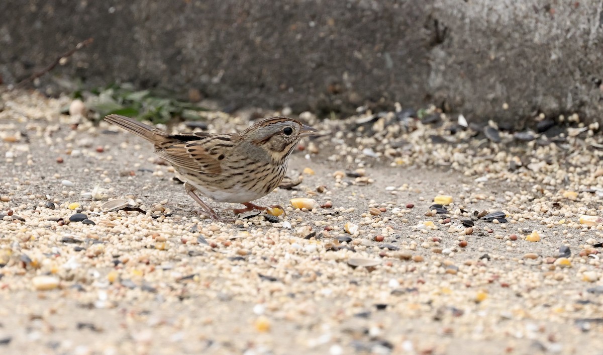 Lincoln's Sparrow - ML646194362