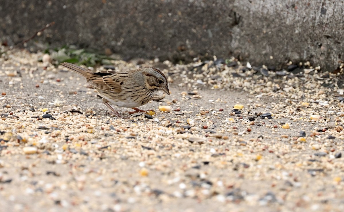 Lincoln's Sparrow - ML646194363