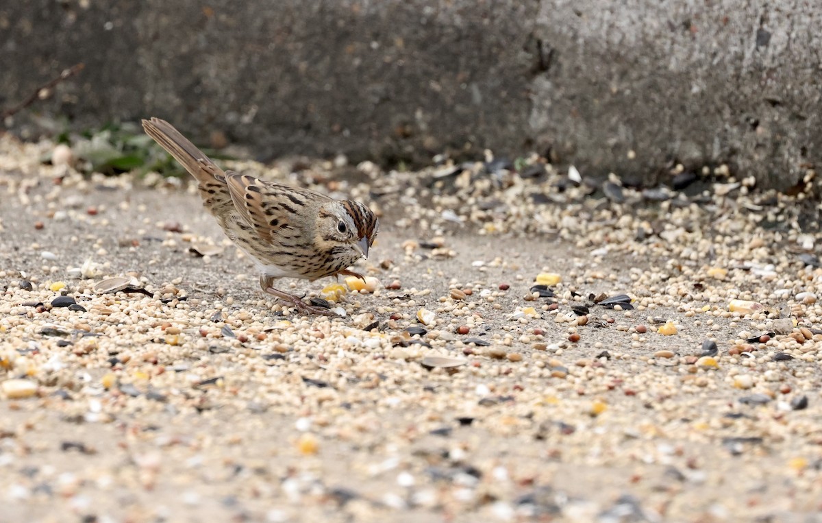 Lincoln's Sparrow - ML646194364