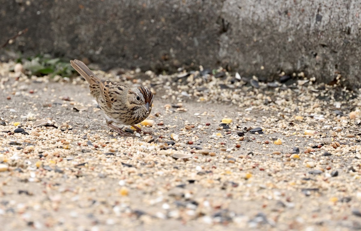 Lincoln's Sparrow - ML646194365