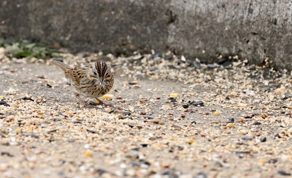 Lincoln's Sparrow - ML646194366