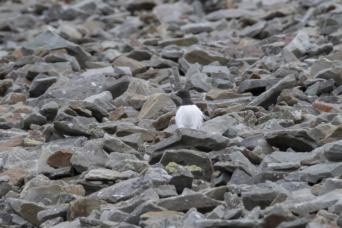 אלקה גמדית - ML646194367