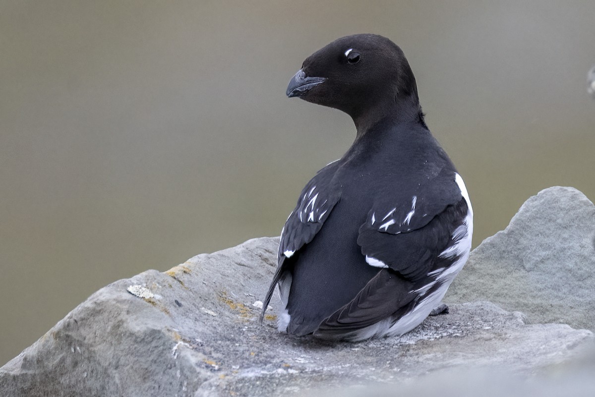 אלקה גמדית - ML646194368