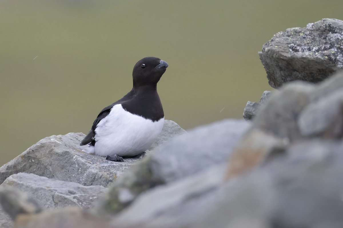 אלקה גמדית - ML646194369