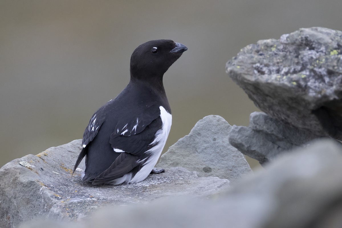 אלקה גמדית - ML646194372