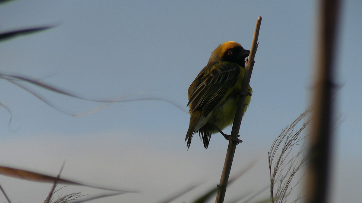 Southern Masked-Weaver - ML646194373
