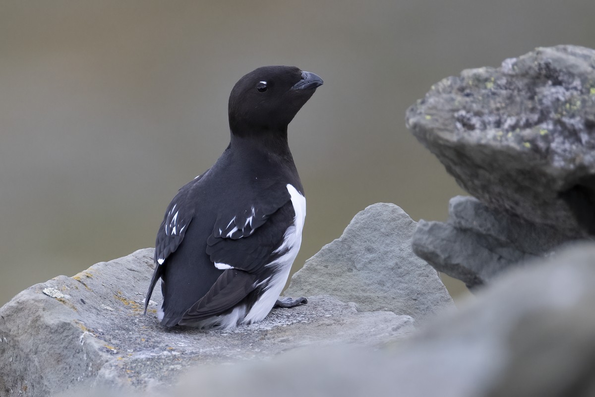 אלקה גמדית - ML646194374