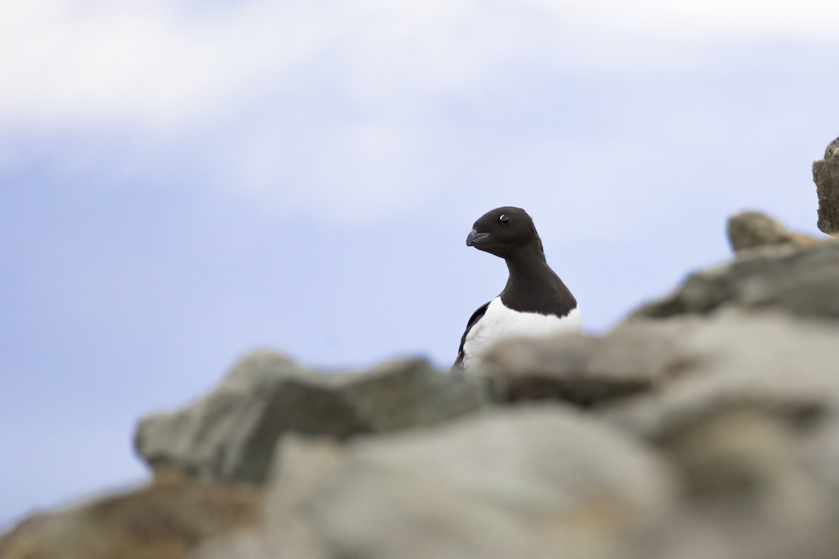 אלקה גמדית - ML646194375
