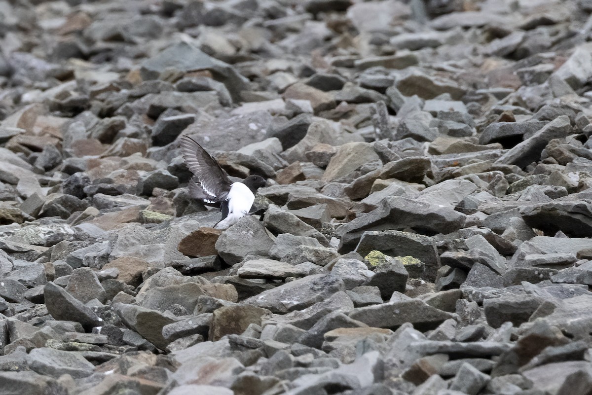 אלקה גמדית - ML646194376