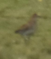 European Golden-Plover - ML646194377