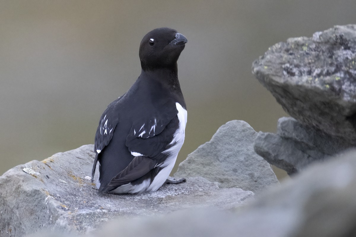 אלקה גמדית - ML646194378