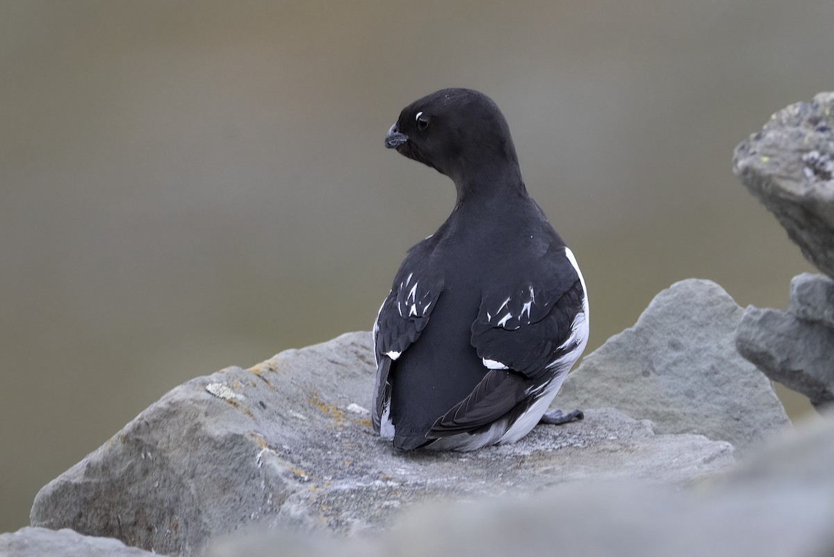 Dovekie - ML646194379