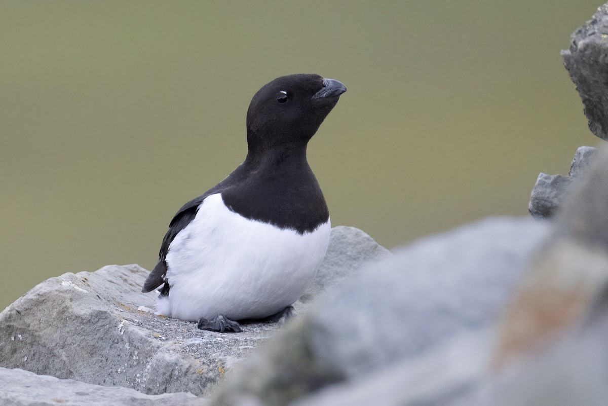 Dovekie - ML646194380